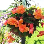 Bed & Breakfast Mount Edward 3*