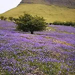 Mount Edward