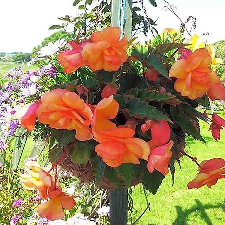 Mount Edward Bed & Breakfast 3*