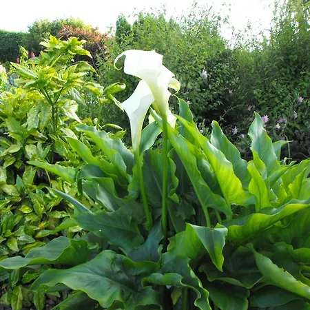 Mount Edward Grange (Sligo)