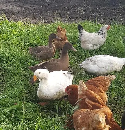 住宿加早餐酒店 爱德华山旅舍 3*