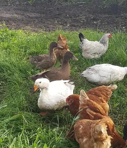 ベッド・アンド・ブレックファスト Mount Edward 3*